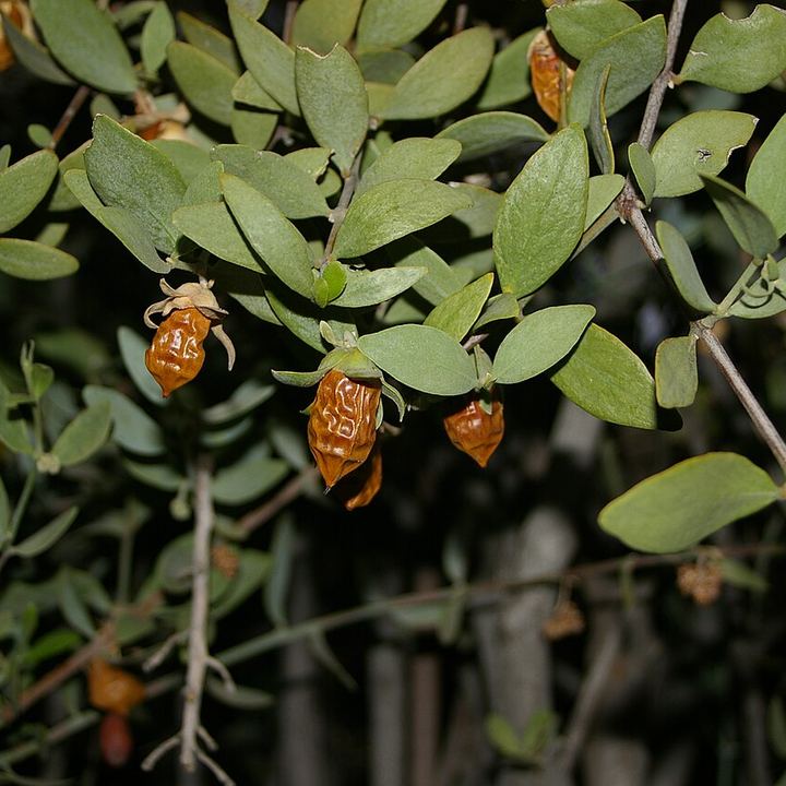 Jojoba seeds on the shrub